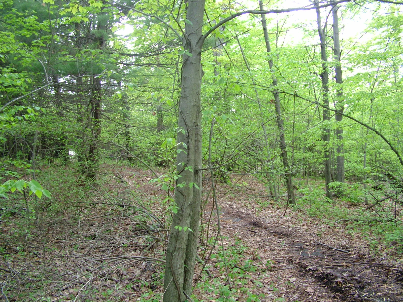 More Jungle Habitat Pictures